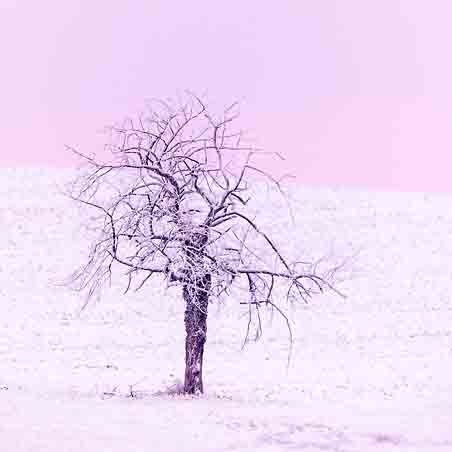 Plants: image 1 sur 4 thumb