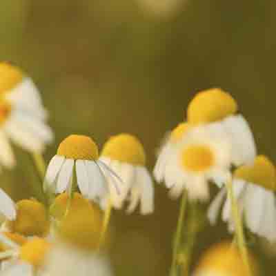 Plants: image 1 sur 4 thumb
