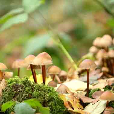 Plants: image 1 sur 4 thumb
