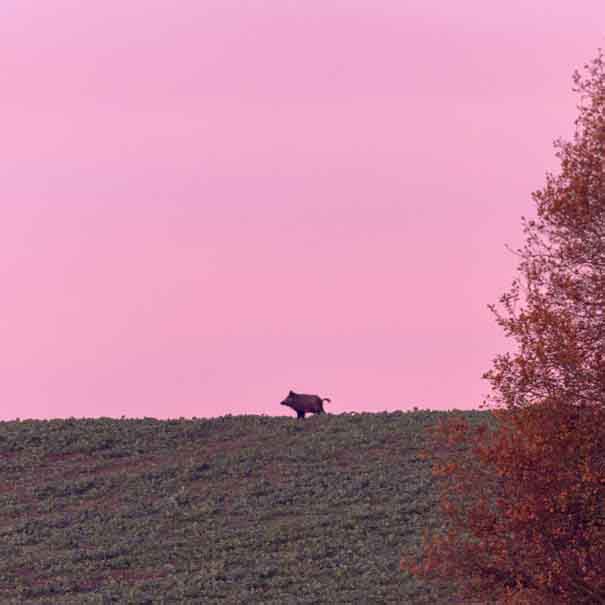 Plants: image 1 sur 4 thumb