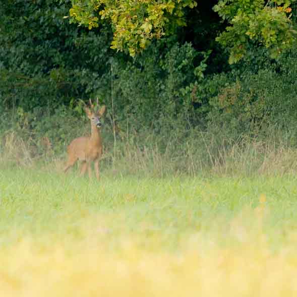 Plants: image 1 sur 4 thumb