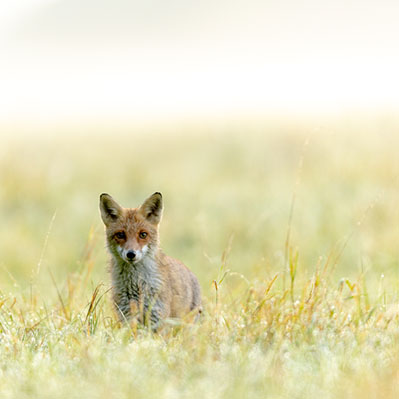 Plants: image 1 sur 4 thumb