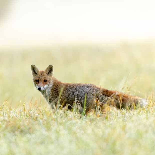 Plants: image 1 sur 4 thumb