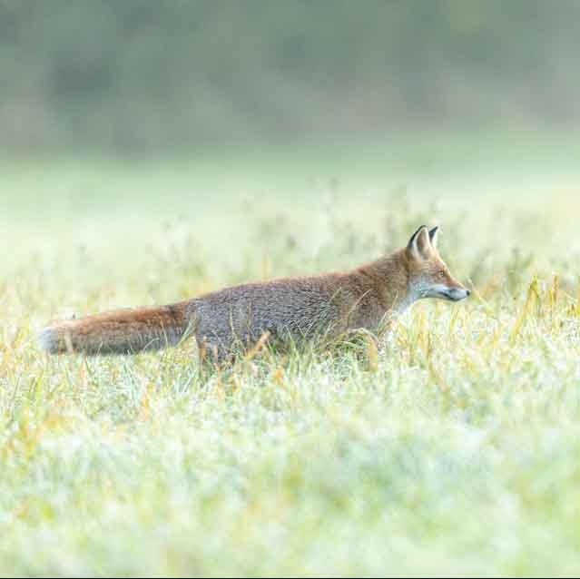 Plants: image 1 sur 4 thumb