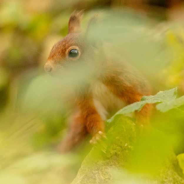 Plants: image 1 sur 4 thumb