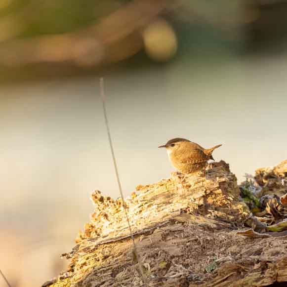 Plants: image 1 sur 4 thumb