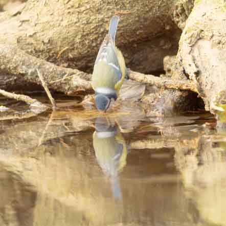 Plants: image 1 sur 4 thumb