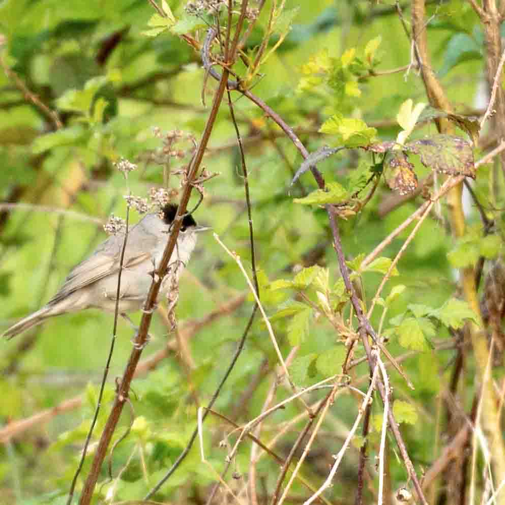 Plants: image 1 sur 4 thumb
