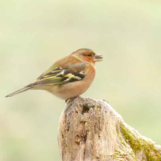 Plants: image 1 sur 4 thumb