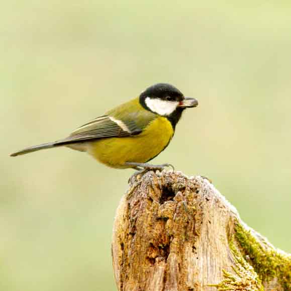 Plants: image 1 sur 4 thumb