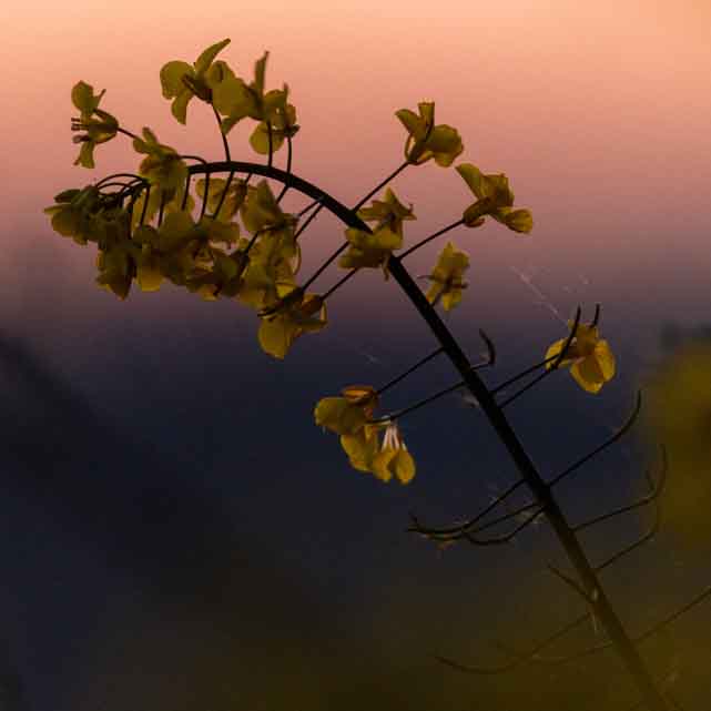 Plants: image 1 sur 4 thumb