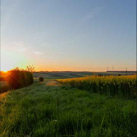 Plants: image 1 sur 4 thumb