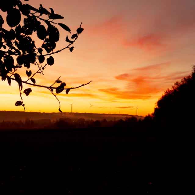 Plants: image 1 sur 4 thumb