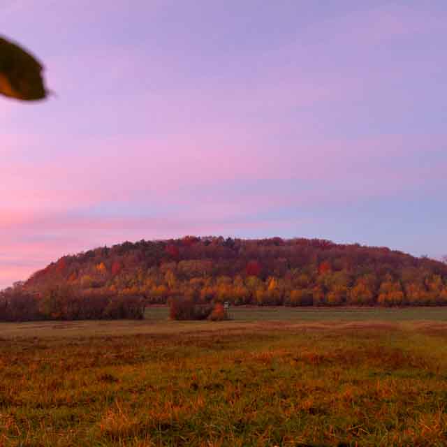 Plants: image 1 sur 4 thumb