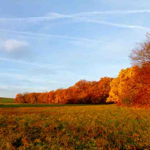 Plants: image 1 sur 4 thumb