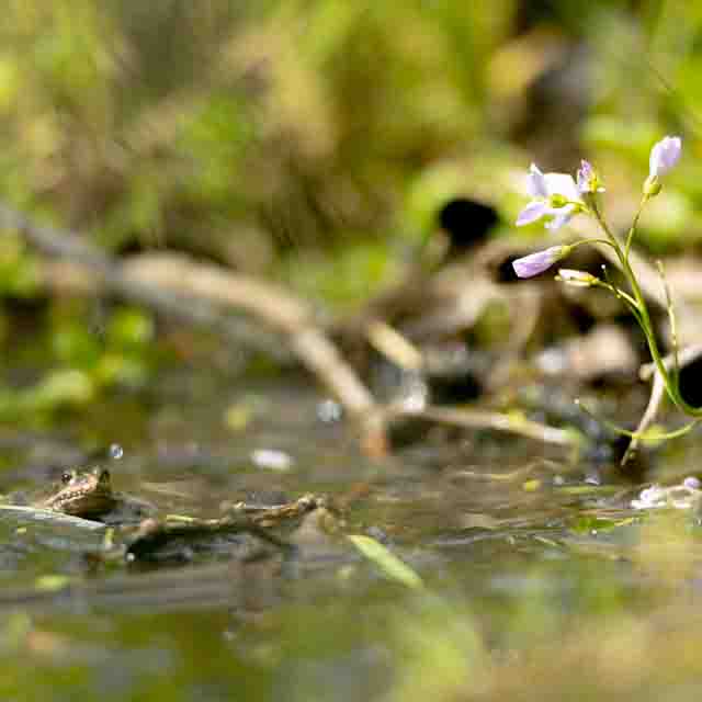 Plants: image 1 sur 4 thumb