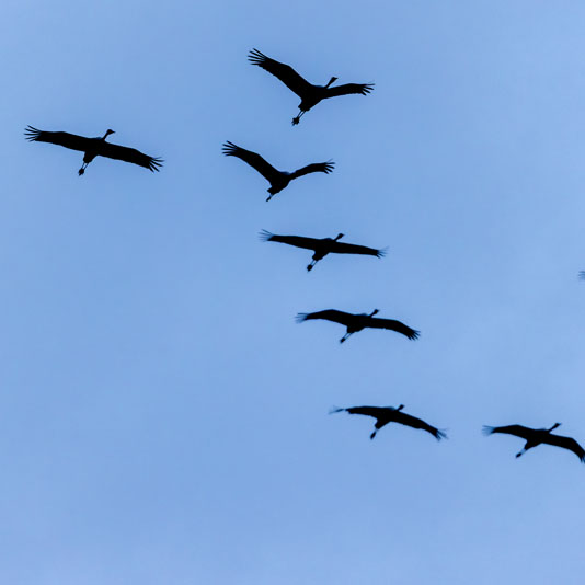 Plants: image 1 sur 4 thumb