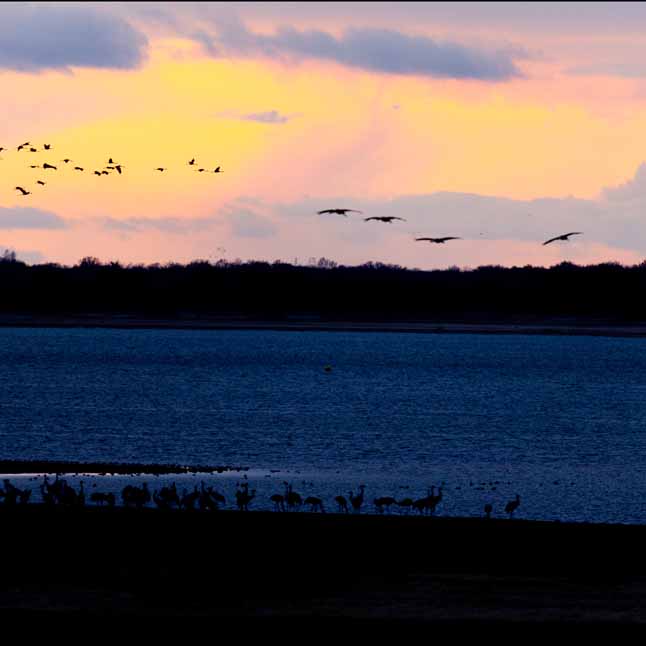 Plants: image 1 sur 4 thumb