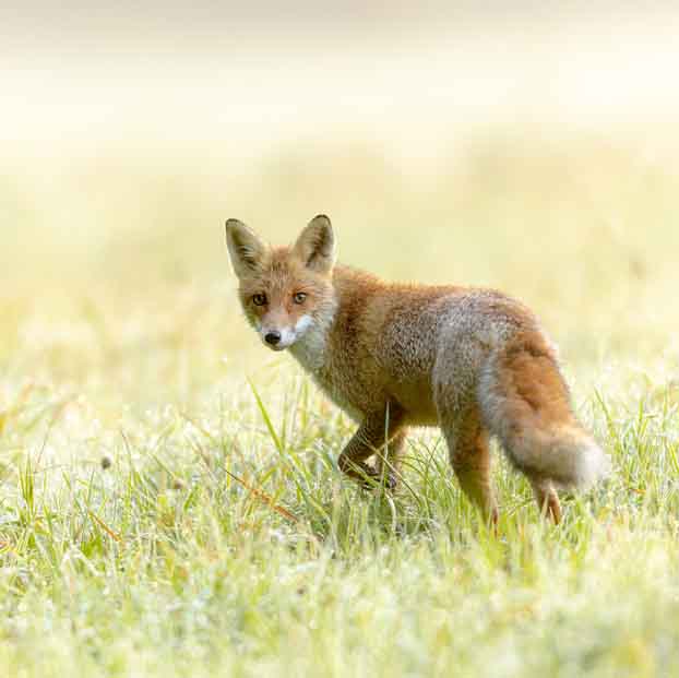 Plants: image 1 sur 4 thumb